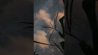 4K Night Starry Sky With Glowing Stars And Meteoric Track Trails Above Green Maize Corn Field