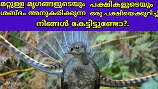 ലയർബേർഡ് ശബ്ദം അനുകരിക്കുന്ന പക്ഷി|Lyerbird mimicry sound imitating bird malayalam|World history