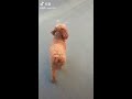 dog doing street dance 狗子跳街舞 抖音