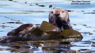 Wild southern sea otter wrapped in kelp | ケルプに包まるラッコ