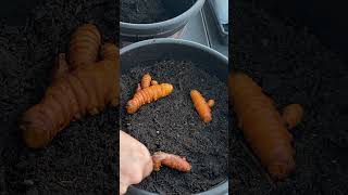 Planting Ginger and Turmeric from Store Bought Veggies