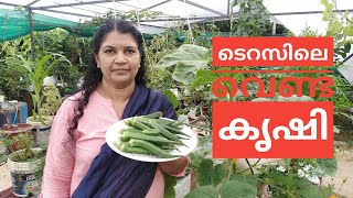 Ladiesfinger farming on terrace l ടെറസിലെ വെണ്ട കൃഷി