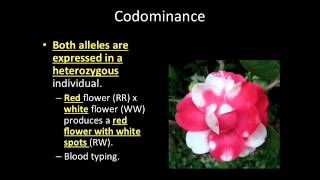 Video Lecture: 9-2 Complex Patterns of Inheritance