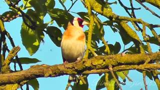 Stehlík obecný (Carduelis carduelis),Stieglitz,European Goldfinch