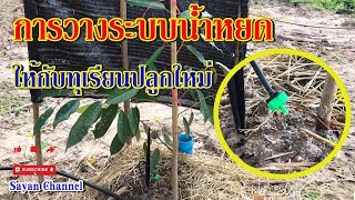 การวางระบบน้ำหยดให้ต้นทุเรียนปลูกใหม่