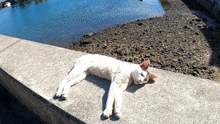 ガリガリの野良猫をナデナデしたら礼儀正しかった 猫島佐柳島 感動猫動画