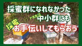 スーパー採蜜群作り　内勤蜂合同や外勤蜂合同で　継箱できなかった群にもお手伝いさせよう　＃養蜂＃西洋蜜蜂＃採蜜＃合同