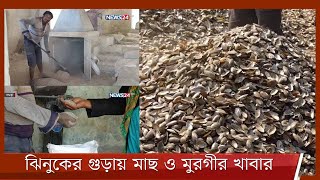 বগুড়ায় ঝিনুকের গুড়ায় তৈরি হচ্ছে উন্নতমানের মুরগি ও মাছের খাবার 23Feb.22| Oyster| Poultry Feed| Bogra