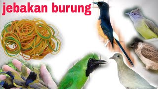 Cara buat jebakan burung kecil dari karet gelang BIRD TRAP