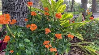 Beautiful firecracker flower (crossandra infundibuliformis) Moving with the afternoon breeze