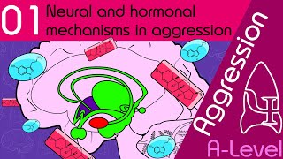Neural and Hormonal - Aggression [AQA ALevel Psychology]