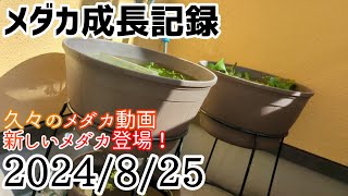 メダカ成長記録 2024/8/25