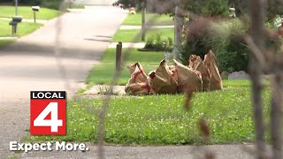 Trash piles up in Metro Detroit amid new contract issues