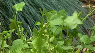 How To make Sorrel Soup