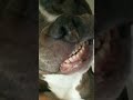 sonriale a los problemas la final de todos siempre ay una solución dog pitbull krazydoggy viral