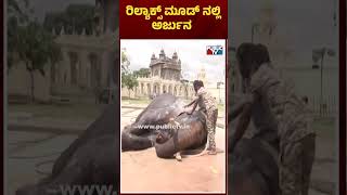 #shorts  ರಿಲ್ಯಾಕ್ಸ್ ಮೂಡ್‍ನಲ್ಲಿ ಅರ್ಜುನ | Mysuru | Public TV