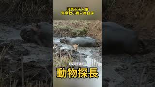 河馬不干人事！ 假意救小鹿只為自保，最後成了野狗的幫兇 #動物世界#河馬#鹿#野狗