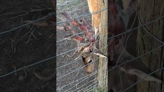 Deer Bonehead Shedding His Velvet Antlers