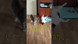 オス猫同士の権力争い〜一時休戦〜