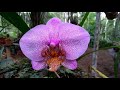 introduced orchid species in the peruvian amazon forest