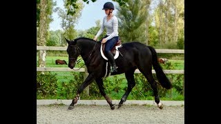 SOLD. Fantastic 7 yr. old, 16hh+ Equitation or Jumper gelding with lots of experience...