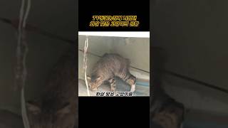 TV동물농장에 나왔던 ﻿화살 맞은 고양이의 근황 #shorts #동물 #animal #고양이 #TV동물농장