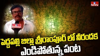 పెద్దపల్లి జిల్లా శ్రీరాంపూర్ లో నీరందక ఎండిపోతున్న పంట | hmtv