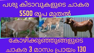 പശുകിടാവുകളുടെ ചാകര,5500 രൂപ മുതൽ  കോഴിക്കുഞ്ഞുങ്ങളുടെ ചാകര 3മാസം പ്രായം 130 രൂപ.