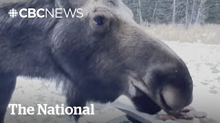 #TheMoment a woman scolded a moose that ate her husband's birthday cookies