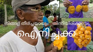 ഐനിച്ചക്ക | Artocarpus hirsutus| Pappadam Media