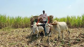 வடக்கத்திய மாடு கரும்பு சுமை ஏற்றிச் செல்லுதல் |Bullockcart fully load mud in ride