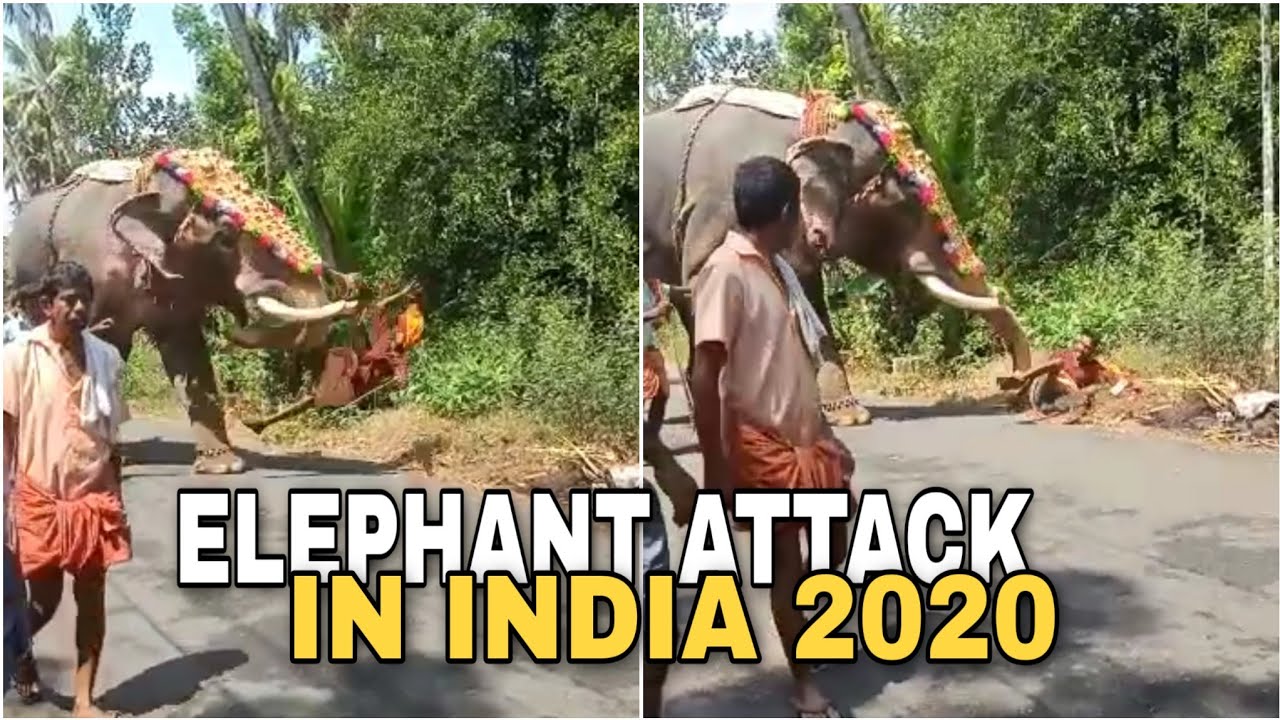 Elephant Attack In India 2020 | Kerala Elephant Attack Men 2020 | # ...