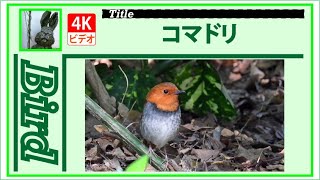 【4K】コマドリ　～都市公園にて～　20210408　Bird　野鳥