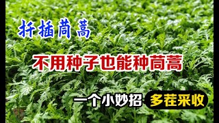 茼蒿不用种子也能种，掌握一个小妙招，叶子一茬接一茬采收