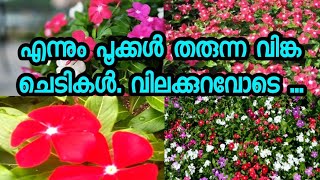 എന്നും പൂക്കൾ തരുന്ന വിങ്ക ചെടികൾ. വിലക്കുറവോടെ ...