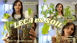 LECA vs SOIL 🌱 What's Better for Anthuriums and Philodendrons