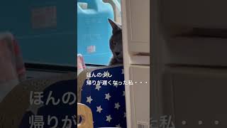 【ロシアンブルー】めろん、怒ってる⁇【猫】#shorts