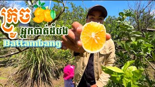 ចំការក្រូចអ្នកបាត់ដំបង🍊 ធម្មជាតិពិតៗ👍😊🌿🌱🍃❣️