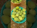 banginapalli mango harvesting in naidugarinandanavanam ramavarappadu nellore dist. june 05 2024