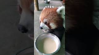 快看，这是个小熊猫公主Look, this is a little panda princess#shorts #cuteanimals #wildanimals #redpanda #vlog