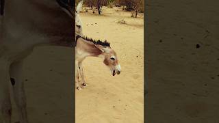 My palto gadhy eating grass#youtubeshorts #animals #donkey #donkeyfarm @SunriseJungleBeat