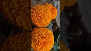 #flowerlovers #marigoldflower #shortsviral