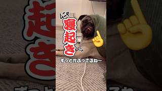 寝ぼけてコタツから出れてないパグwww#pug #shorts #dog #犬のいる暮らし #ペット #マヌケ舌 #溢れ舌#ぱぐち