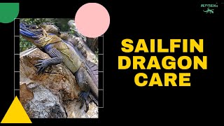 Sailfin Dragon Care Requirements - Learn about welcoming your reptile pet to their new home!