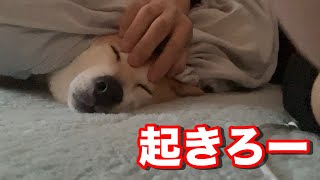 寝坊な柴犬を叩き起こす