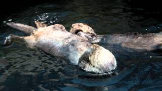 Otters at Lisbon's Oceanarium