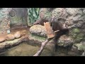 【東山動植物園】自然動物館にいるコツメカワウソ the asian small clawed otters in the natural history museum