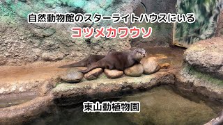 【東山動植物園】自然動物館にいるコツメカワウソ / The Asian Small-clawed Otters in the Natural History Museum