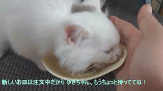 ゆきちゃんご飯タイム【ブリティッシュロングヘア】