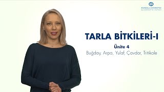 TARLA BITKILERI I - Ünite 4 Özet